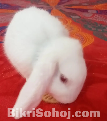 Holland Lop Rabbits